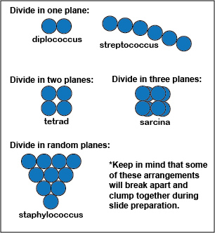 Illustration of a diplococcus, a streptococcus, a tetrad, a sarcina, and a staphylococcus arrangement of cocci.