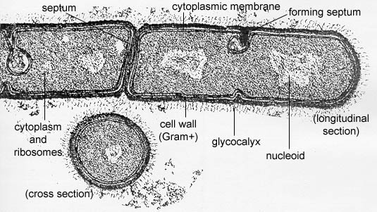 A transmission electron micrograph of <i>Bacillus megaterium</i>, a prokaryotic cell lacking a nuclear membrane and any internal membrane bound organelles. The bacterium is undergoing binary fission.