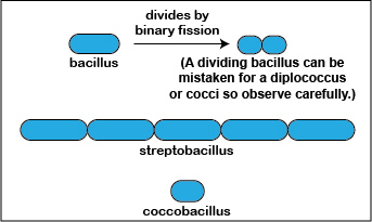 An illustration showing the three arrangements of bacilli, bacillus, streptobacillus, and coccobacillus.