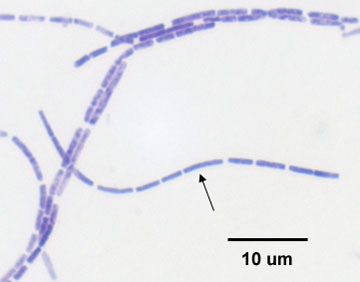 A photomicrograph of <i>Bacillus megaterium</i>, taken using oil immersion microscopy, and showing a streptobacillus arrangement.