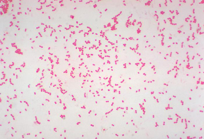 A photomicrograph of an <i>Acinetobacter</i>, taken using oil immersion microscopy, and showing a coccobacillus arrangement.