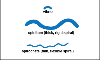 An illustration showing the three forms of a spiral: vibrio, spirillum, and spirochete.