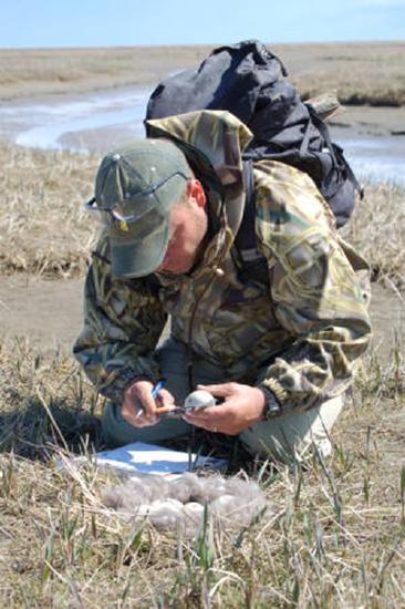 A person in a field measuring an egg.