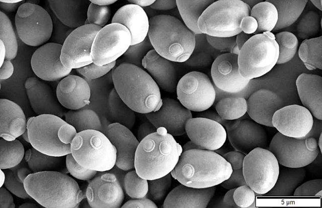 Scanning electron micrograph of <i> Saccharomyces cerevisiae</i> showing budding and bud scars following budding.