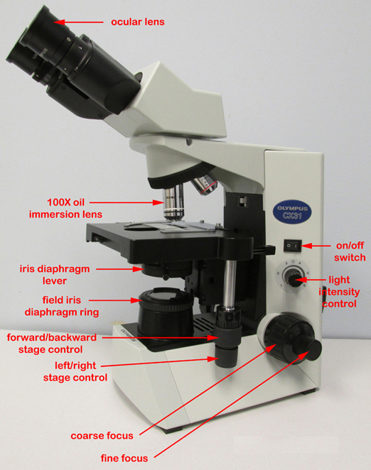 Photograph of the right side of an Olympus CX312 Microscope with labelled parts.