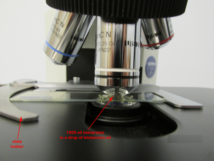 Photograph of the oil immersion (100X) lens and stage of an Olympus CX312 Microscope with labelled parts.