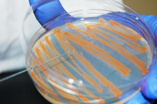 Photograph showing how to scrape bacteria off of a petri plate.