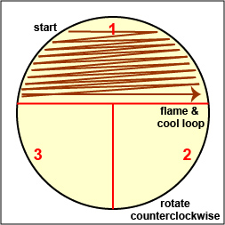 Illustration showing how to streak sector 1 of a petri plate:3 sector method.