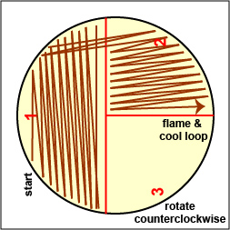 Illustration showing how to streak sector 2 of a petri plate: 3 sector method.