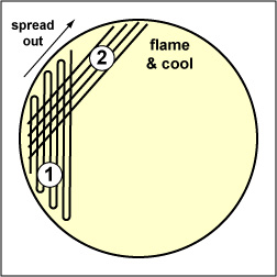Illustration showing how to streak sector 2 of a petri plate: 5 sector method.