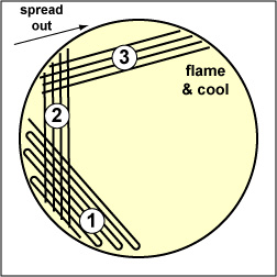 Illustration showing how to streak sector 3 of a petri plate: 5 sector method.