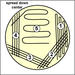 Illustration showing how to streak sector 5 of a petri plate: 5 sector method.