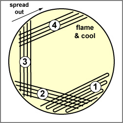 Illustration showing how to streak sector 4 of a petri plate: 5 sector method.