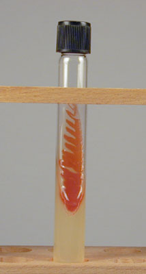 Photograph of bacteria growing on a slant tube.