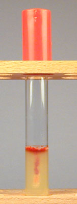 Photograph of bacteria growing in a stab tube.