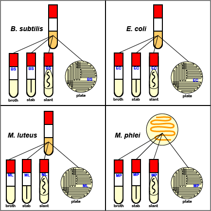 Illustration showing the procedure for the lab 2 inoculations.