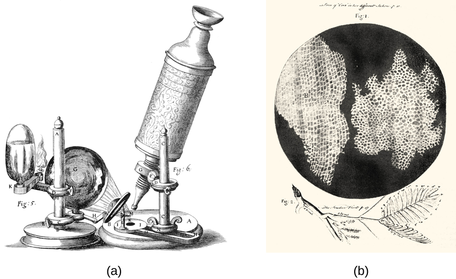 The microscope drawing in a shows a tube with an eyepiece at the top and a small lens pointed at the circle on the base of the apparatus. A larger lens focuses light from a candle at the circle on the base of the apparatus. Figure b shows a drawing of a leaf at the bottom above that is a black circle with two large, irregular shaped regions. Each of these regions is filled with tiny white rectangles arranged in rows.