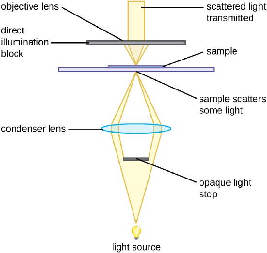 A diagram showing the light path in a darkfield microscope. Light travels from the light source to an opaque light stop which blocks the center of the light beam. The outer beams are focused by a condenser lens onto the sample on the slide. The sample scatters some of the light. Another objective lens blocks direct illumination but transmits scattered light.