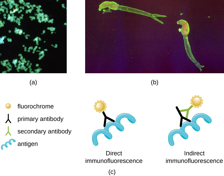 Micrograph a shows fluorescent green spheres on a black background. Micrograph b shows fluorescent worm shapes on a black background. Diagram c depicts the process of direct immunofluorescence. In direct immunofluorescence a fluorochrome is attached to a primary antibody and the primary antibody is attached to the antigen. In indirect immunofluorescence the fluorochrome is attached to a secondary antibody. The secondary antibody is attached to the primary antibody; and the primary antibody is attached to the antigen.