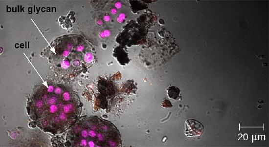 A micrograph showing purple spheres (cells) clustered in dark gray bundles (bulk glycans).
