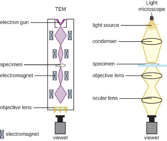 Diagrams comparing TEM and light microscopes are shown. In the light microscope light from the light source is focused by the condenser onto the specimen. The light is then further focused by the objective lens and the ocular lens and finally reaches the viewer. In a TEM, an electron gun releases electrons through a tube. These electrons are focused on the specimen by electromagnets on the edge of the tube. The electron beam then reaches the objective lens and finally the viewer.