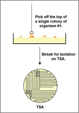 Illustration showing how to pick an isolated colony off a petri plate to obtain a pure culture from a mixture.