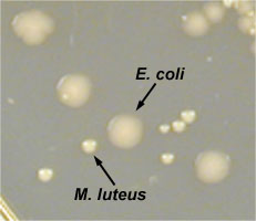 Photograph of a close p of <i>Escherichia coli</i> and <i>Micrococcus luteus</i> Grown on TSA.