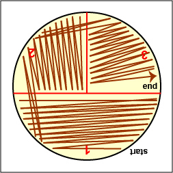 Illustration showing how to streak sector 1 of a petri plate:3 sector method.