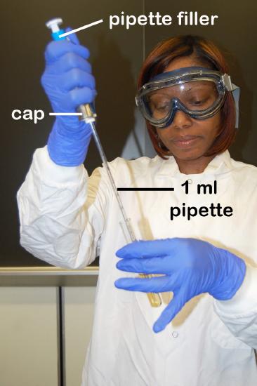 Photograph showing how to use a pipette to remove bacteria from a culture tube.
