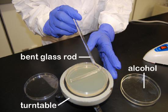 Photohraph showing how to spread bacteria over an agar surface using the spin plate technique.