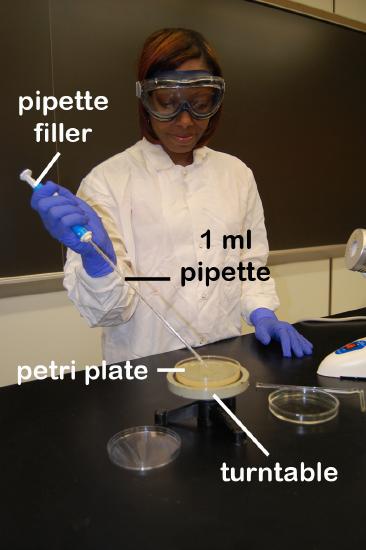 Photograph showing how to use a pipette to transfer bacteria on to an agar plate.