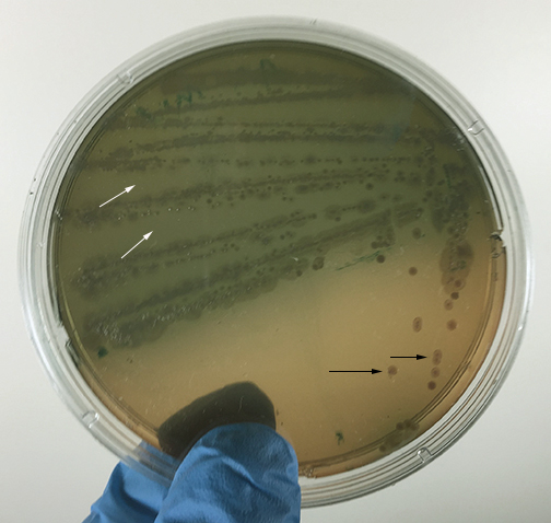 Photograph of <EM>Pseudomonas aeruginosa</EM> Growing on MacConkey Agar and not fermenting lactose, but producing a green, water-soluble pigment.