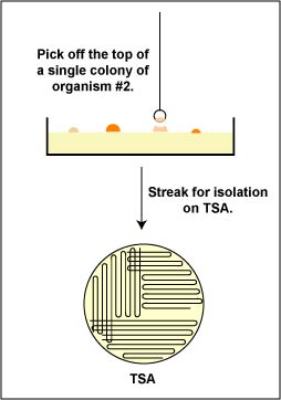 Illustration showing how to pick off a different colony from one petri plate and streak it on another plate.