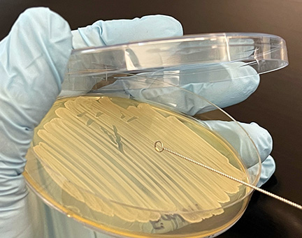 Photograph showing how to use the edge of an inoculating loop to remove bacteria from a petri plate.