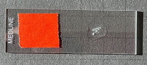 Photograph showing the correct ampont of bacteria to add to the drop of water on a slide.