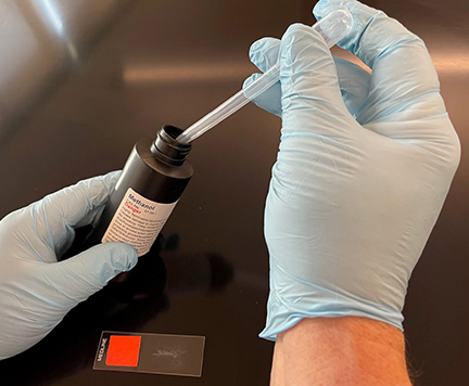 Photograph showing how to use a pipette to remove methanol for chemical fixation.