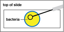 Illustration showing how to add a loopfull of bacteria from a broth culture to the circle on the slide.