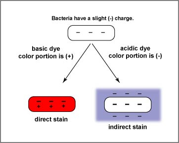 Illustration showing the principle behind direct and indirect staining.