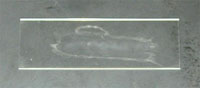 Photograph showing the bacteria in the drop of water being spread over the surface of the slide.
