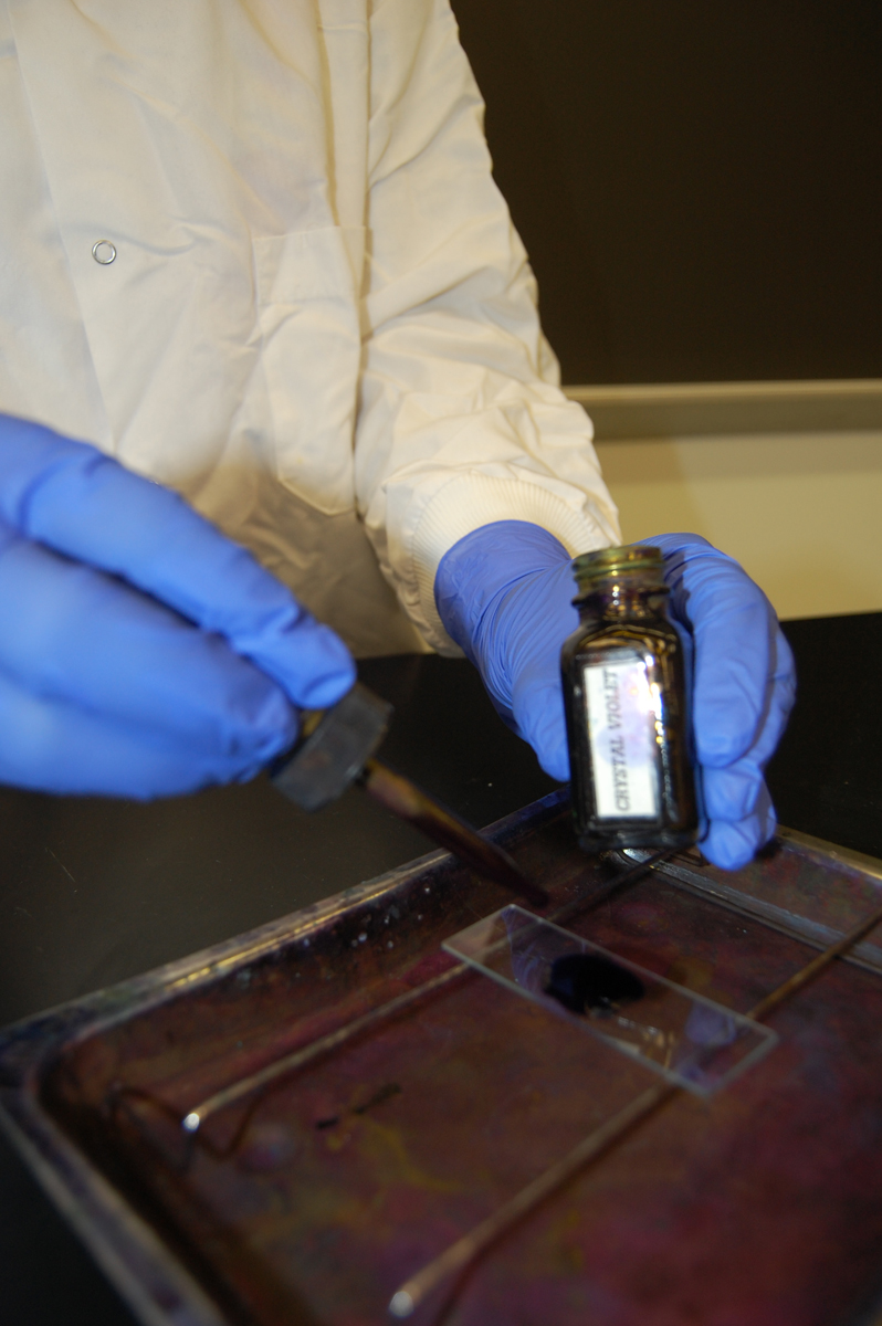 Photograph showing how to add crystal violet to a slide of bacteria.