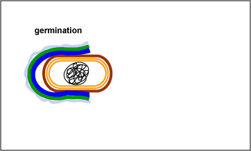 Illustration showing a vegetative bacillus emerging from an endospore.