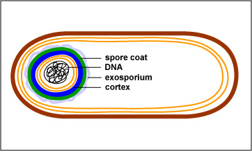 Illustration showing a bacterial endospore within a vegetative cell.