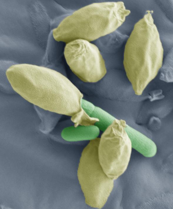 Scanning electronmicrograph showing vegetative cells of  <i>Clostridium sporogenes</i> emerging from an endospore.