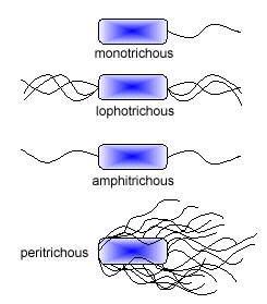 Illustration showing monotrichous, lophotrichous, amphitrichous, and peritrichous arrangements of bacterial flagella.