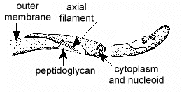 Illustration showing an axial filament of a spirochete.