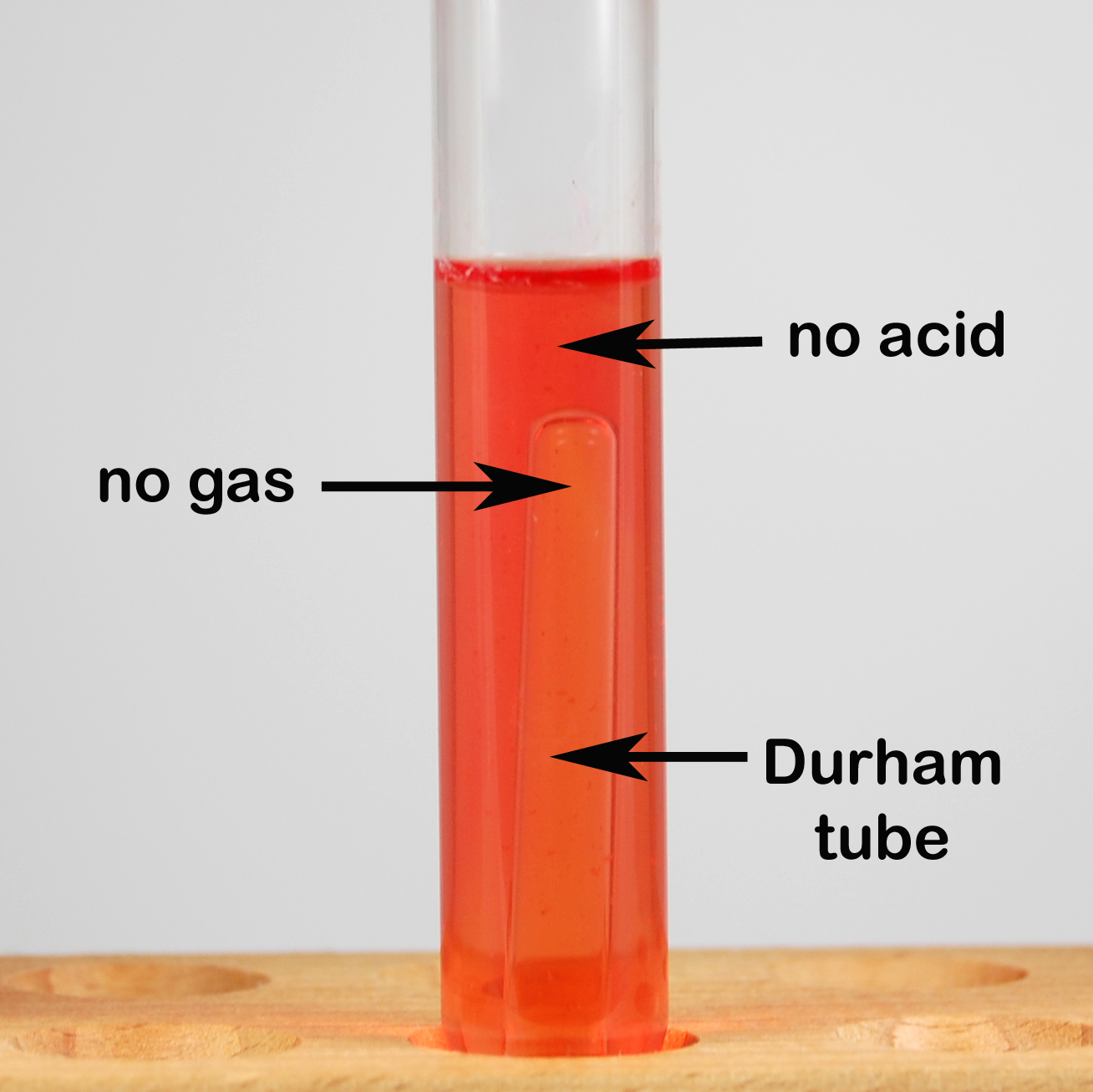 Photograph of a fermentation tube showing no carbohydrate fermentation. The phenol red remains red indicating no acid, and there is no bubble seen at the top of the Durham tube indicating no gas.