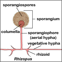 Illustration showing a sporangium filled with sporangiospores of the mold <i>Rhizopus</i>.