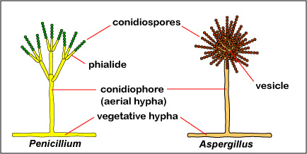 Illustration showing conidiospores of the molds <i>Penicillium</i> and <i>Aspergillus</i>.