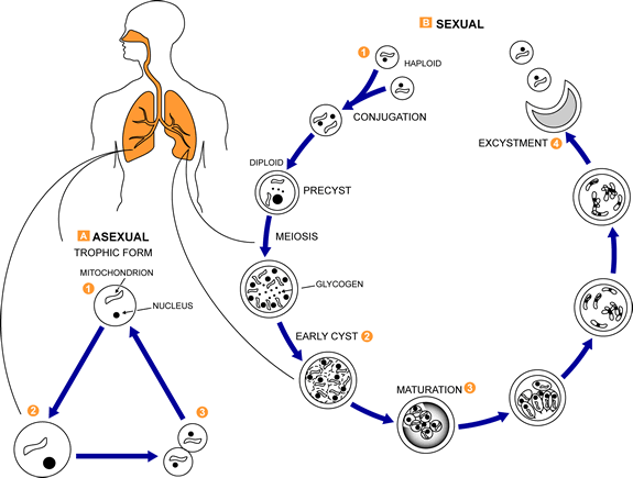 Illustration of the proposed life cycle for <em>Pneumocystis jiroveci</em>.