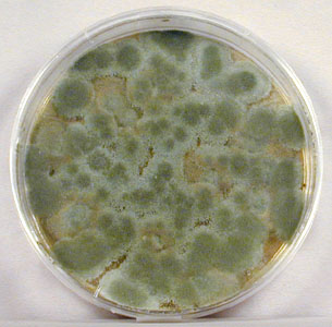 Photograph of the mold <i>Penicillium</i> growing on Saboraud dextrose agar.